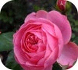 Kingdom of the flowers: Pink rose