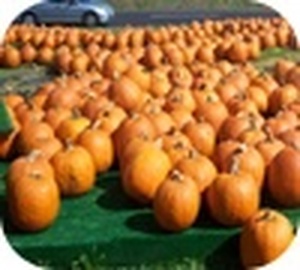 Jigsaw: Pumpkin Market