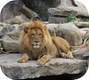African Lion Slider Puzzle