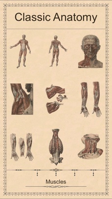 Classic Anatomy