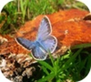 Jigsaw: Blue Butterfly