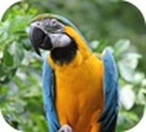 Blue and Gold Macaw Slider Puzzle