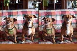 Dogs Spot the Difference