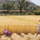 Cabinet Okays Interest Subvention Of 1.5 Per Cent On Short-Term Agri Loan Up To Rs 3 Lakh
