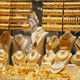 زيادة قيمة المصنعية 10%.. قرار جديد يربك سوق الذهب في مصر