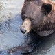Goldman breaks down what type of bear market this is and when it may bottom